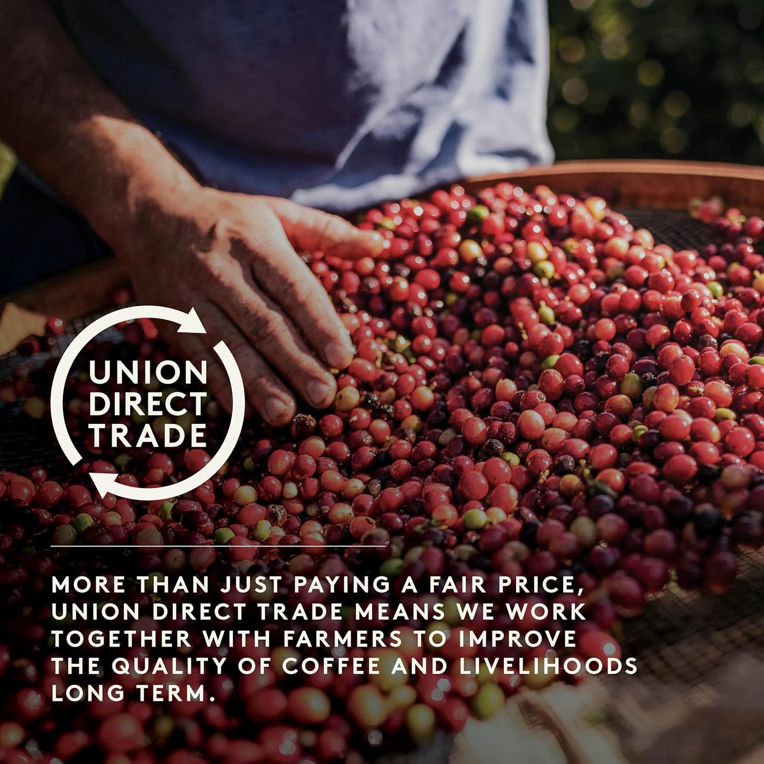 Union Gajah Mountain Sumatra Whole Bean Coffee - 200g